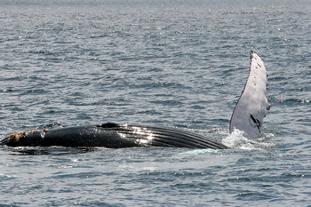 Tour para el avistamiento de ballenas photo 2